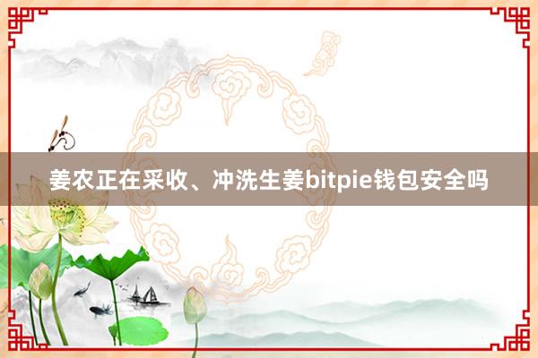 姜农正在采收、冲洗生姜bitpie钱包安全吗